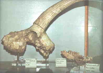  The aegean museum of natural history - 