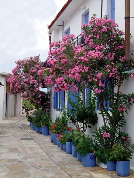 Manolates - 